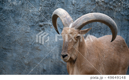 Barbary sheep 49649148