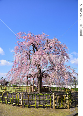 池田市　池田城址公園　しだれ桜　青空 49650815