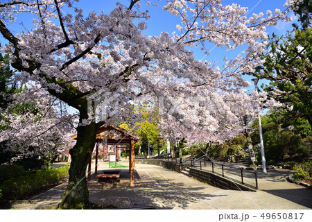 池田市 五月山公園 桜の風景の写真素材