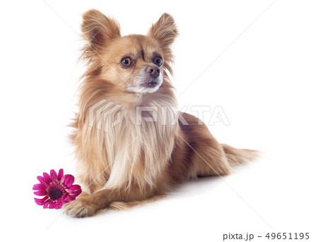 chihuahua and flower 49651195