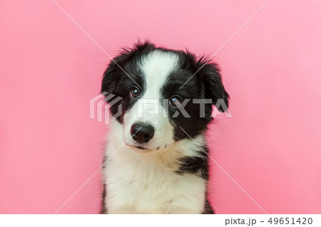 Funny studio portrait of cute smilling puppy dog 49651420