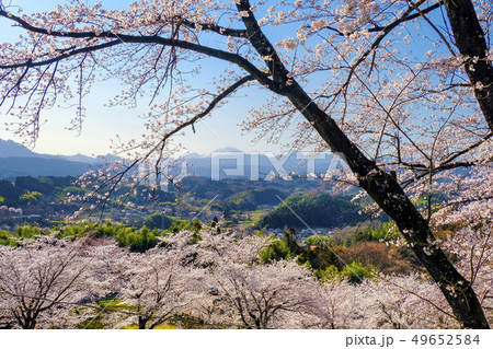 後閑城址公園の桜と浅間山 49652584