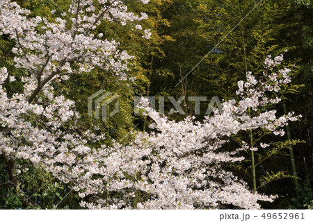 サクラの花 サクラの花 49652961