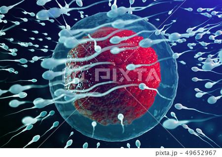 3D illustration sperm and egg cell, ovum. Sperm approaching egg cell. Native and natural 3D illustration sperm and egg cell, ovum. Sperm approaching egg cell. Native and natural 49652967