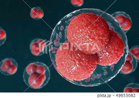 3D illustration egg cells embryo. Embryo cells with red nucleuses in center. Human or animal egg 3D illustration egg cells embryo. Embryo cells with red nucleuses in center. Human or animal egg 49653082