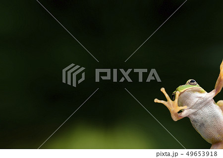 アマガエル 49653918