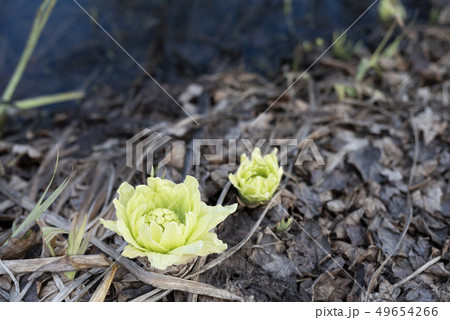 ふきのとう 49654266