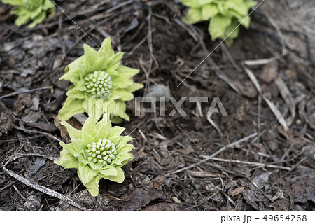 ふきのとう ふきのとう 49654268