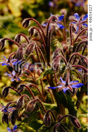 ボりジ 青色の花 02 ボりジ 青色の花 02 49654327