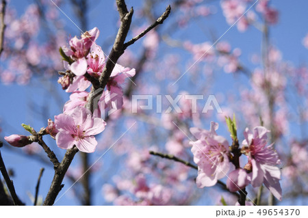 桃の花　桃　モモの花　咲く　春　桃花　青空　季節　植物　春イメージ　桃色 49654370