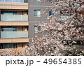 窓から桜の木が見えるマンション 49654385