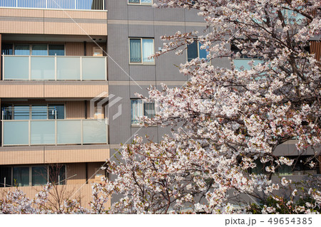 窓から桜の木が見えるマンションの写真素材