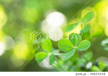 四つ葉のクローバー 四つ葉のクローバー 49654548