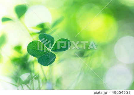 四つ葉のクローバー 四つ葉のクローバー 49654552