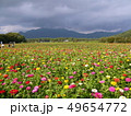 花畑 49654772