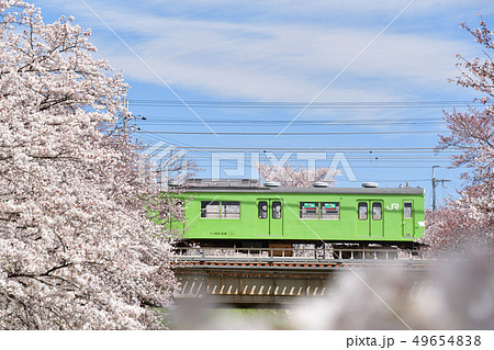 桜と103系 49654838