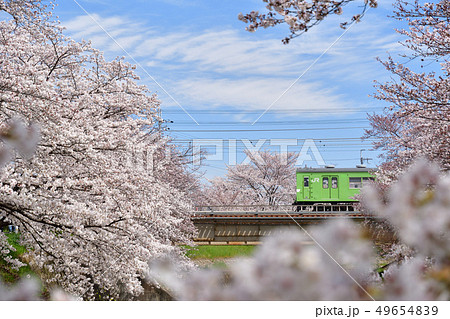 桜と103系 49654839