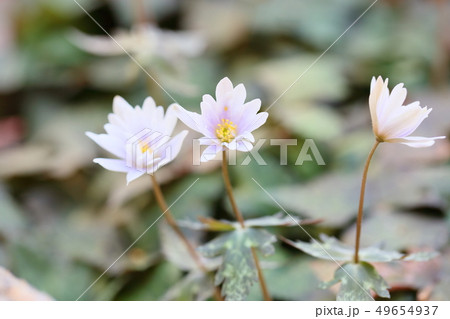 ユキワリイチゲの花 ユキワリイチゲの花 49654937