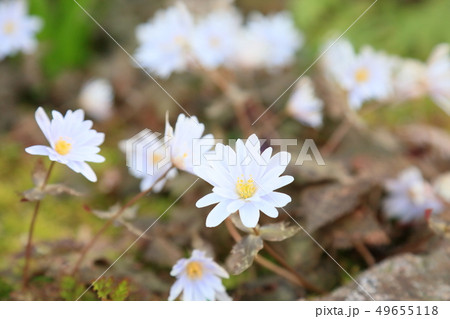 ユキワリイチゲの花 49655118