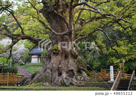 蒲生のクス　鹿児島県 49655212
