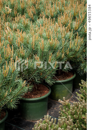 Several plastic pots of small pine trees. Several plastic pots of small pine trees. 49655384