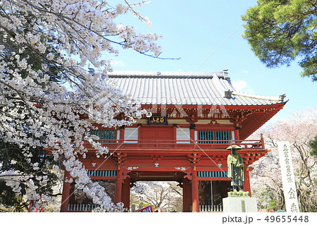 金乗院寺（こんじょういん）の仁王門と桜 49655448