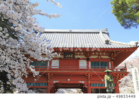 金乗院寺（こんじょういん）の仁王門と桜 49655449