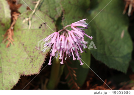 高山植物（湿地）：ショウジョウバカマ：大阪府府民の森 49655686