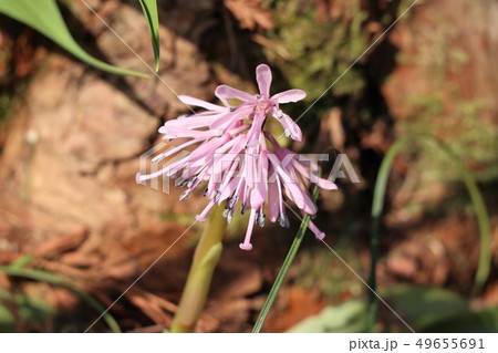 高山植物（湿地）：ショウジョウバカマ：大阪府府民の森 49655691