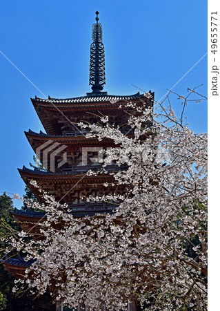 醍醐寺 桜 醍醐寺 桜 49655771