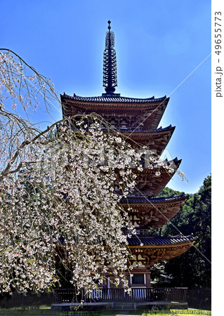 醍醐寺　桜 49655773