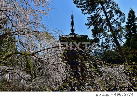 醍醐寺　桜 49655774