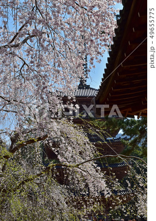 醍醐寺　桜 49655775