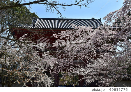 醍醐寺　桜 49655776