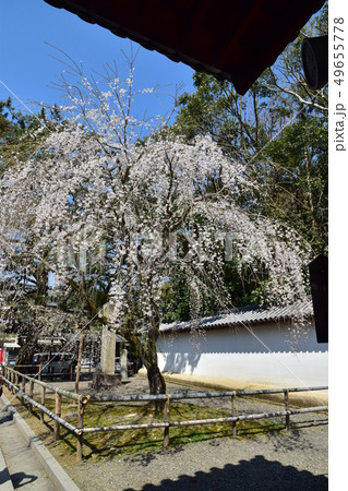 醍醐寺　桜 49655778