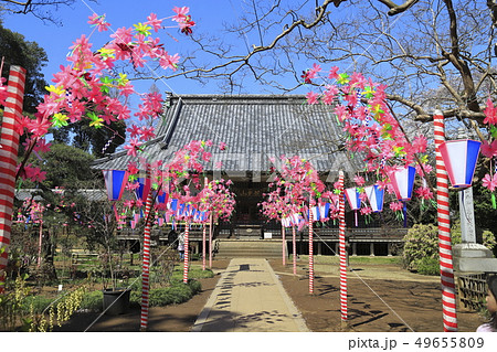 金乗院寺（こんじょういん）　本堂　千葉県野田市 49655809