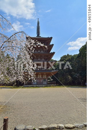 醍醐寺 桜 醍醐寺 桜 49655844