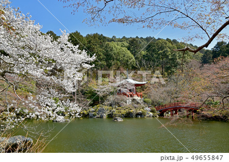 醍醐寺　桜 49655847
