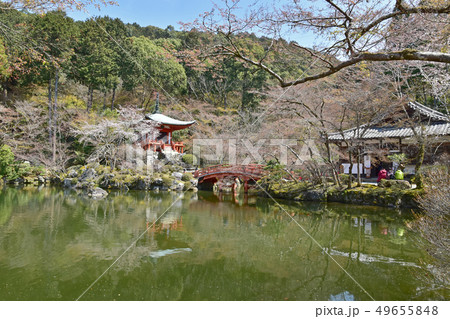 醍醐寺 桜 醍醐寺 桜 49655848