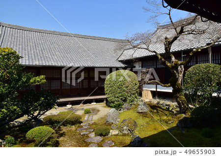 醍醐寺 桜 醍醐寺 桜 49655903