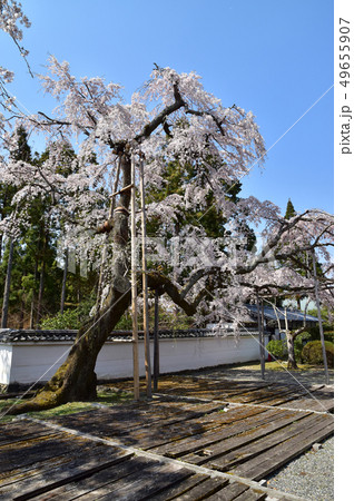 醍醐寺　桜 49655907