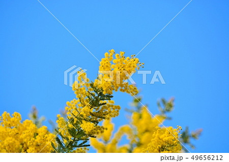 青空に咲くミモザの花 49656212