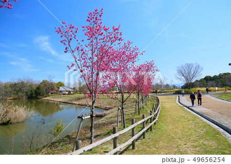 カンヒザクラ満開 49656254