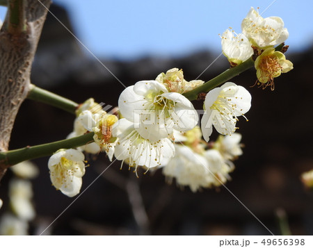 量産 通度寺 梅 49656398