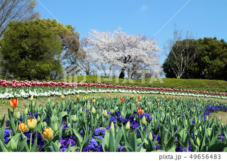 馬見丘陵公園の春景色 49656483