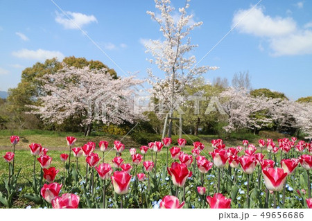 馬見丘陵公園の春景色 49656686