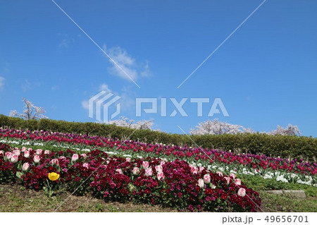 馬見丘陵公園の春景色 49656701