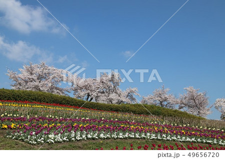 馬見丘陵公園の春景色 49656720