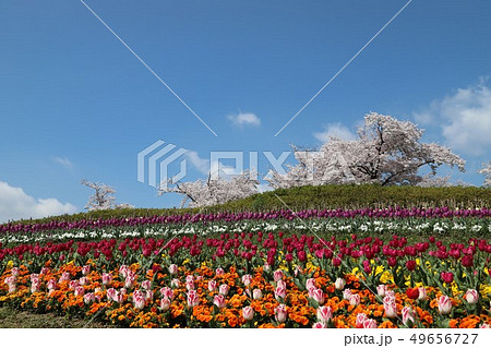 馬見丘陵公園の春景色 49656727