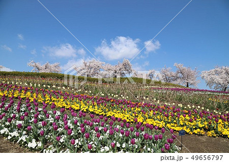 馬見丘陵公園の春景色 49656797